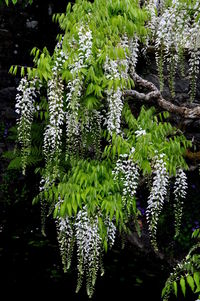 Close-up of fresh green leaves