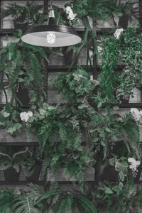 Close-up of potted plants in yard