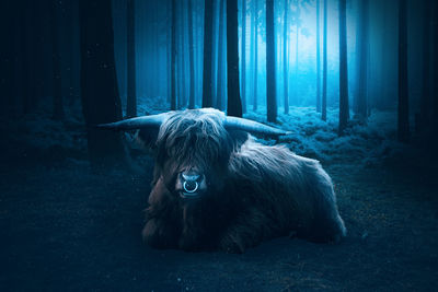 Buffalo sits by moonlight in the night forest