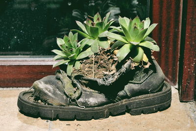 Close-up of plants