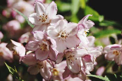 Close-up of pink cherry blossoms