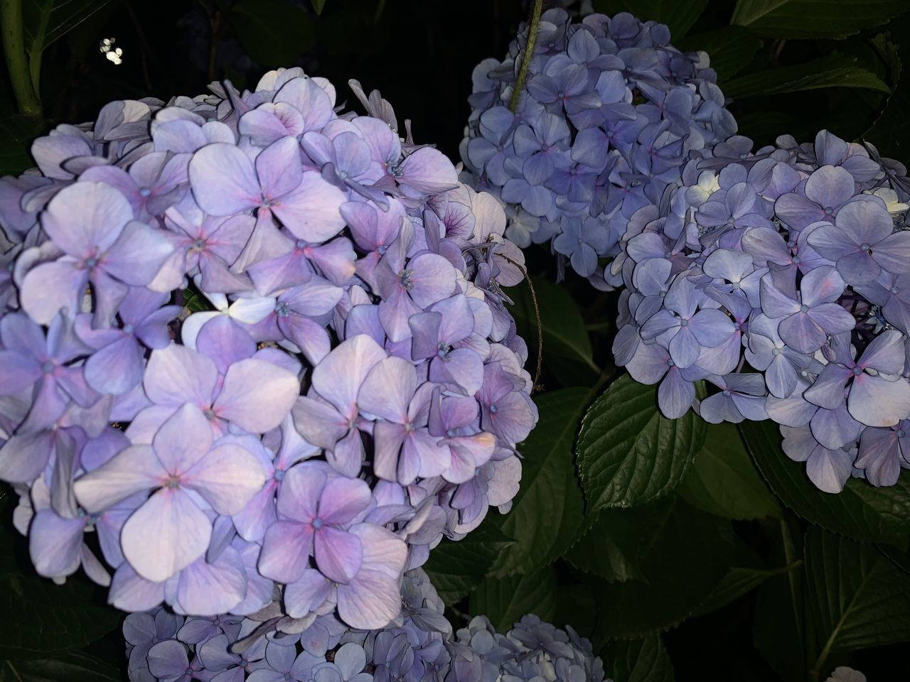 CLOSE-UP OF FRESH PURPLE HYDRANGEA FLOWERS