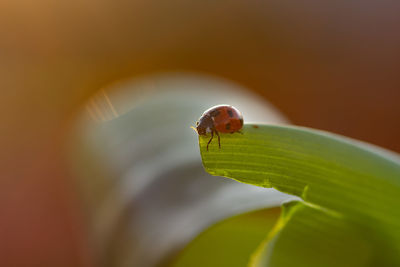 Close-up of insect on leaf