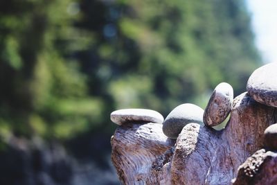 Close-up of pebbles on rock