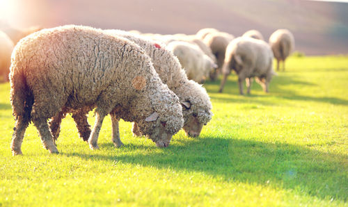 Sheep grazing in a field