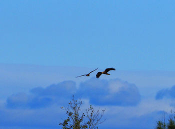 Low angle view of bird flying in sky