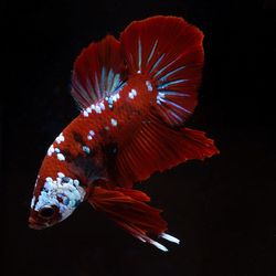 Close-up of fish swimming in sea