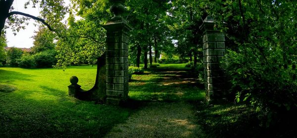 Trees in park