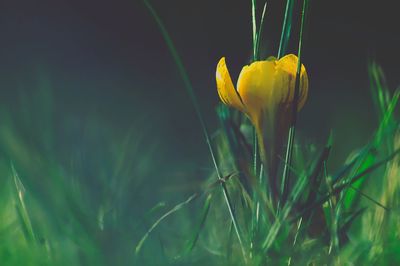 Close-up of yellow crocus flower