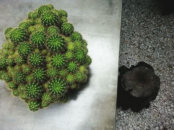 High angle view of plant