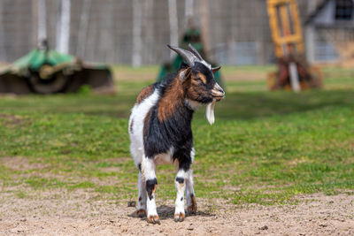 White, brown and black spotted goat in the yard of a farm