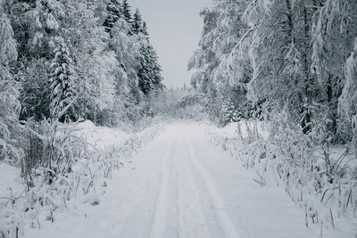 Snow covered plants by road