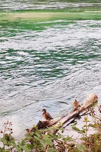 High angle view of driftwood in sea