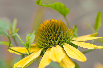 Close-up of yellow flower