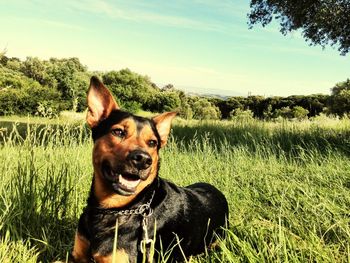 Portrait of dog on field