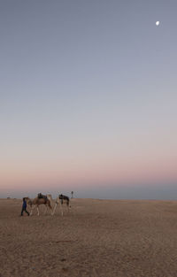 Man walking with camels at sahara desert against sky during sunrise