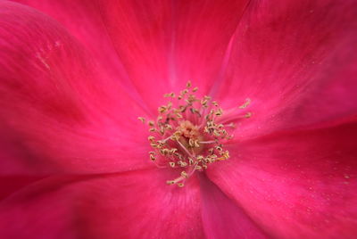 Close-up of pink flower