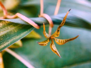 Close-up of wilted plant