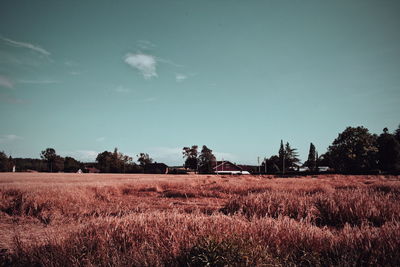 Scenic view of field against sky