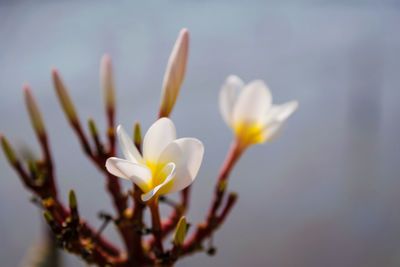 Close-up of white flowers