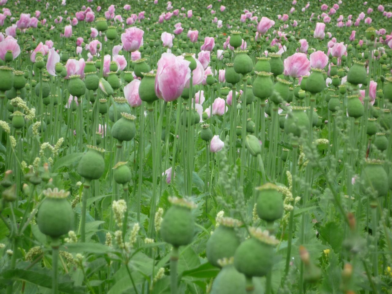 flower, freshness, growth, fragility, beauty in nature, plant, nature, flower head, blooming, green color, field, petal, abundance, in bloom, bud, growing, full frame, outdoors, day, botany