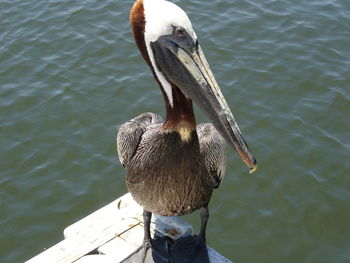 High angle view of pelican perching on pier by lake