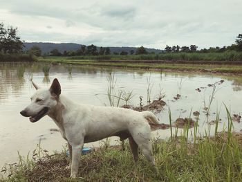 Dog standing on field by lake against sky