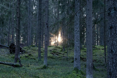 Trees in forest