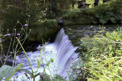 Scenic view of lake amidst plants in forest