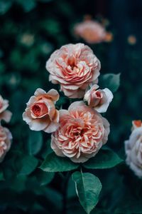 Close-up of rose bouquet