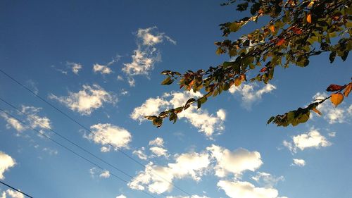 Low angle view of tree against sky