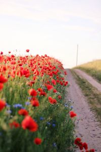 Red poppy flowers in field