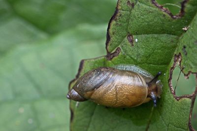 Close-up of snail on leaf