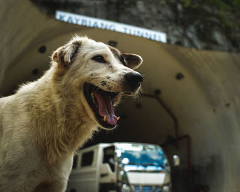 Close-up of a dog