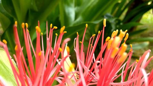 Close-up of flowering plant