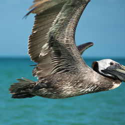 Close-up of seagull flying over sea against sky