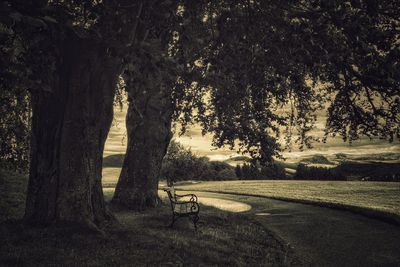 Empty bench by trees in park