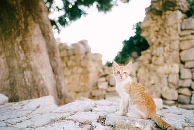 Cat sitting on rock