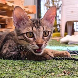 Portrait of cat relaxing outdoors