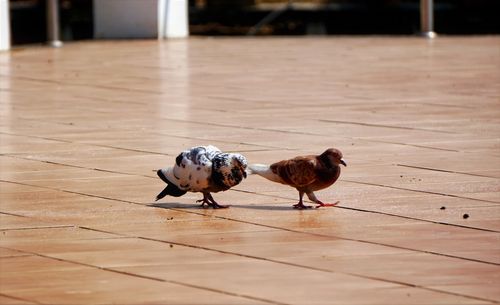 A pair of dove foraging on the floor