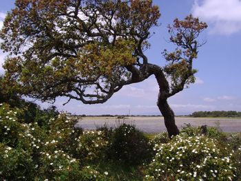 Tree by sea against sky