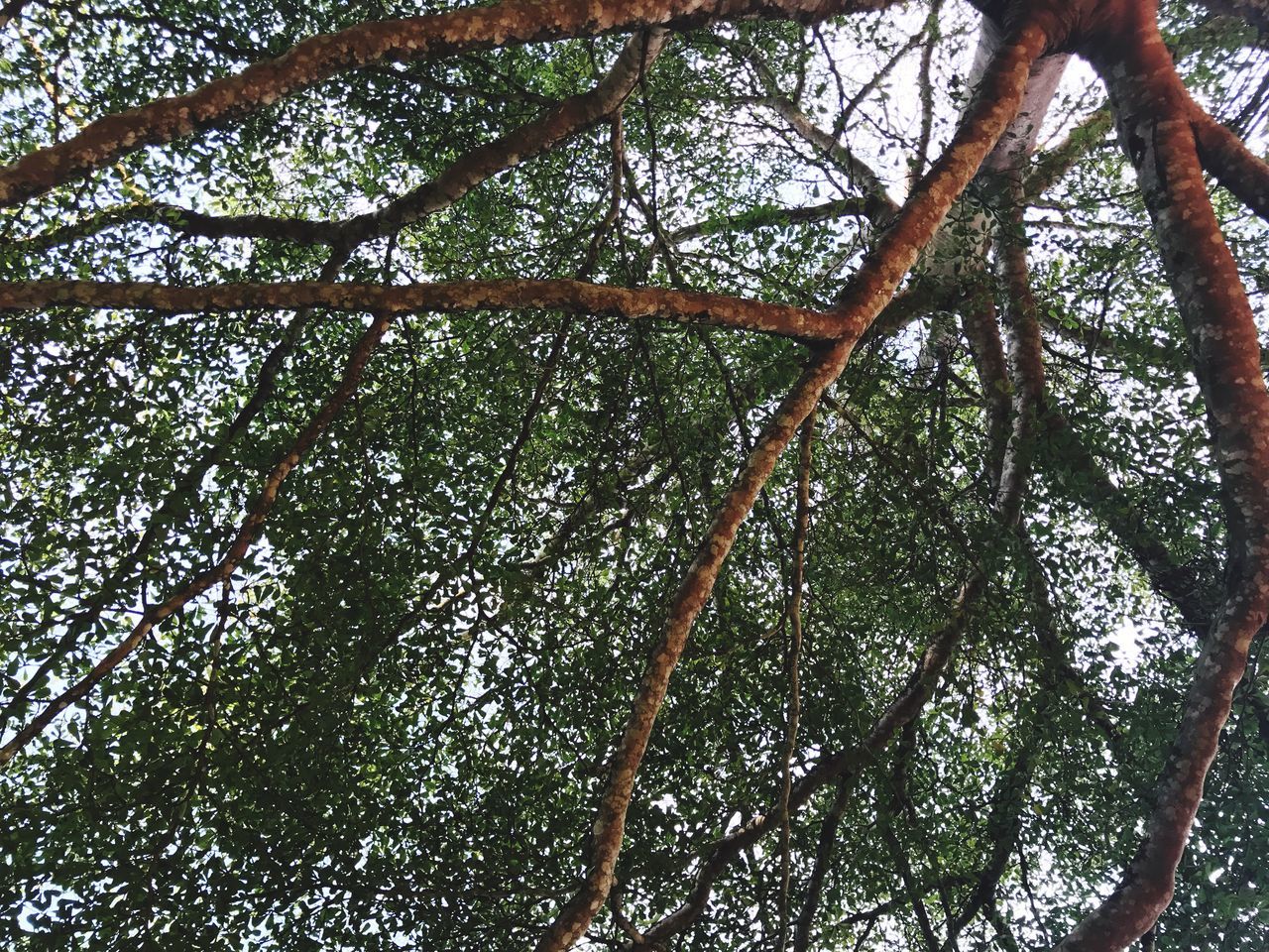 low angle view, tree, nature, forest, beauty in nature, day, tranquility, branch, no people, outdoors, growth, green color, tree trunk, scenics, sky