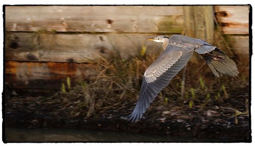 Close-up of eagle flying