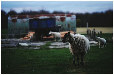 Sheep on field