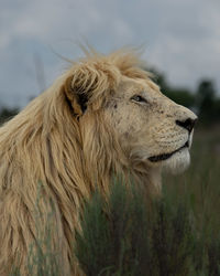 Lioness looking away