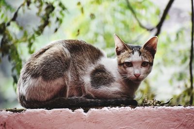 animal