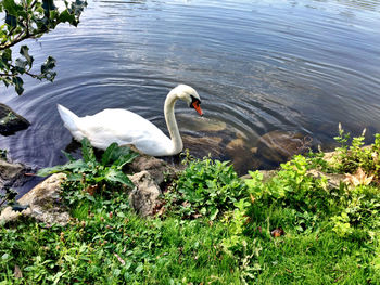 Bird flying over lake