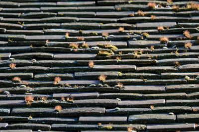 High angle view of meat