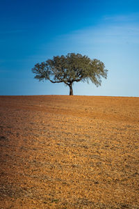 Lonely cork oak resisting times in the country