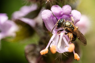 Close-up of bee pollinating on flower